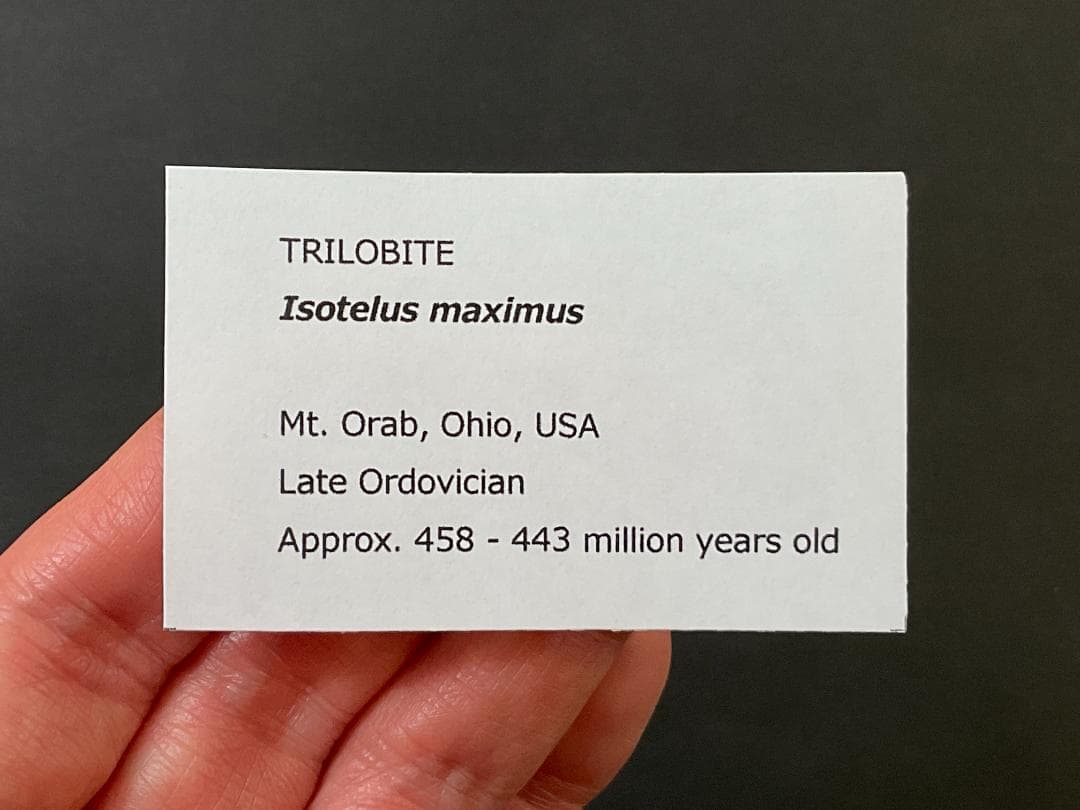 三葉虫 [TB70] イソテルス 防御態勢