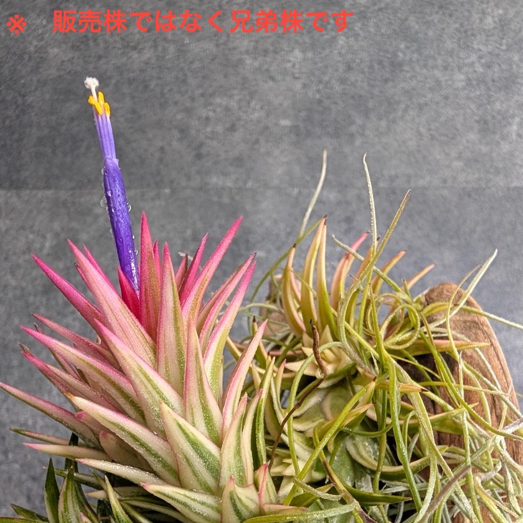 [送料無料] バンハイニンギー ヴァリエガータ バリエガータ 斑