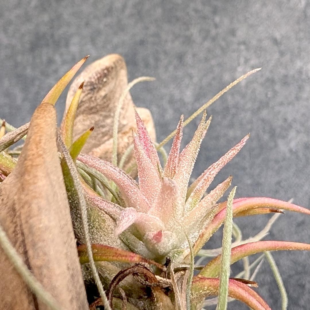 [送料無料] バンハイニンギー ヴァリエガータ バリエガータ 斑