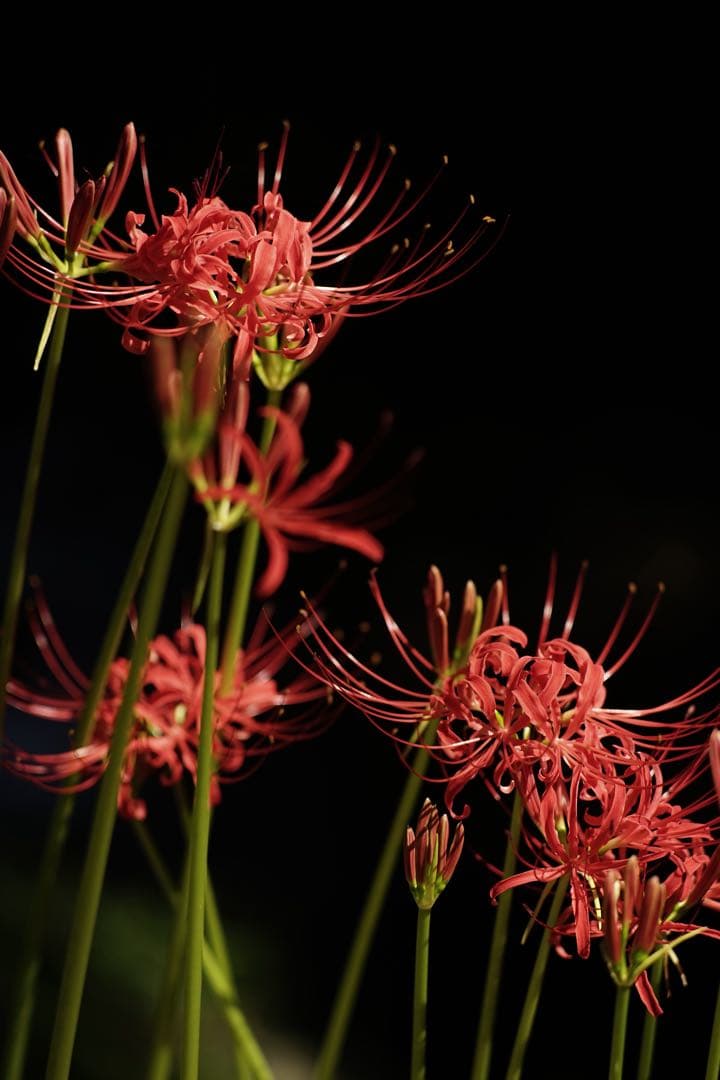 作例付き　Konica HEXANON AR 100mm F2.8 管mpr