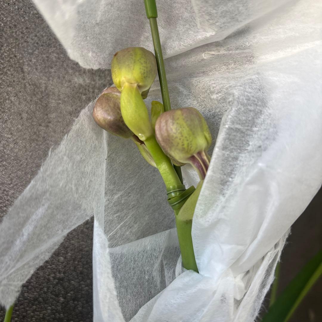 ぴ*け様 洋蘭　洋ラン　バンダ　2種セット