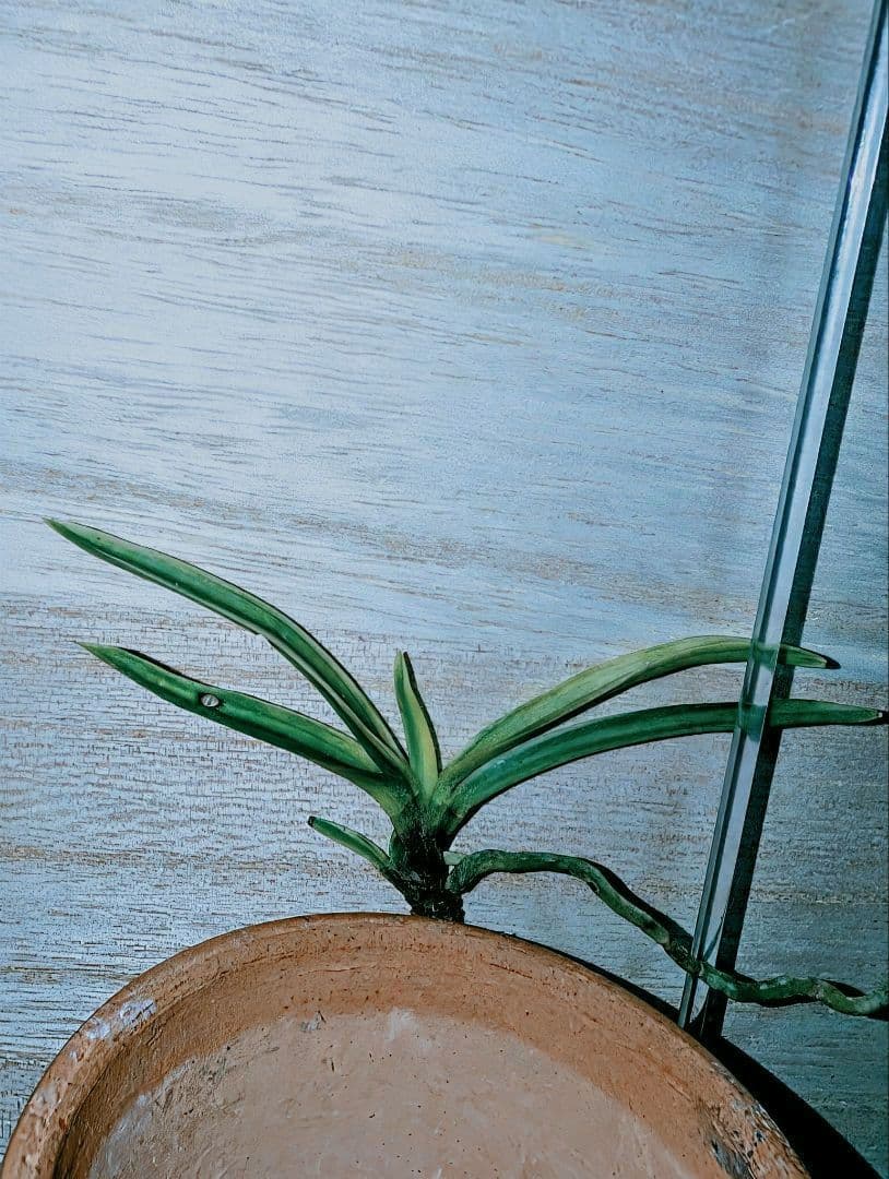 富貴蘭　至楽（少し贅沢な訳有り品…。）