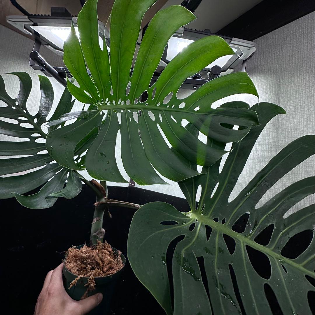 ナ*ル様 モンステラデリシオーサマクロコズム超希少系統鉢植え74㎝