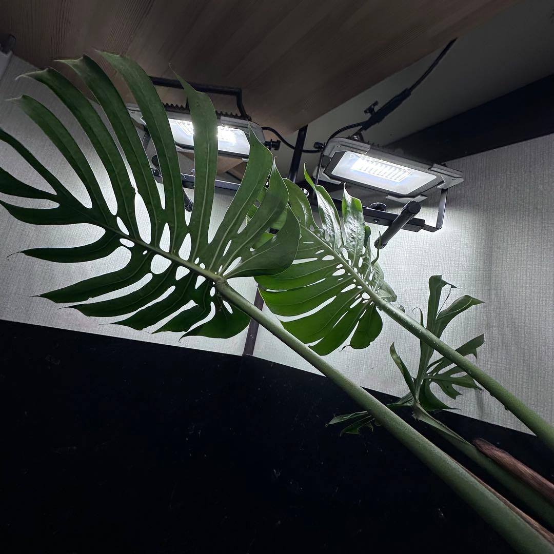 ナ*ル様 モンステラデリシオーサマクロコズム超希少系統鉢植え74㎝