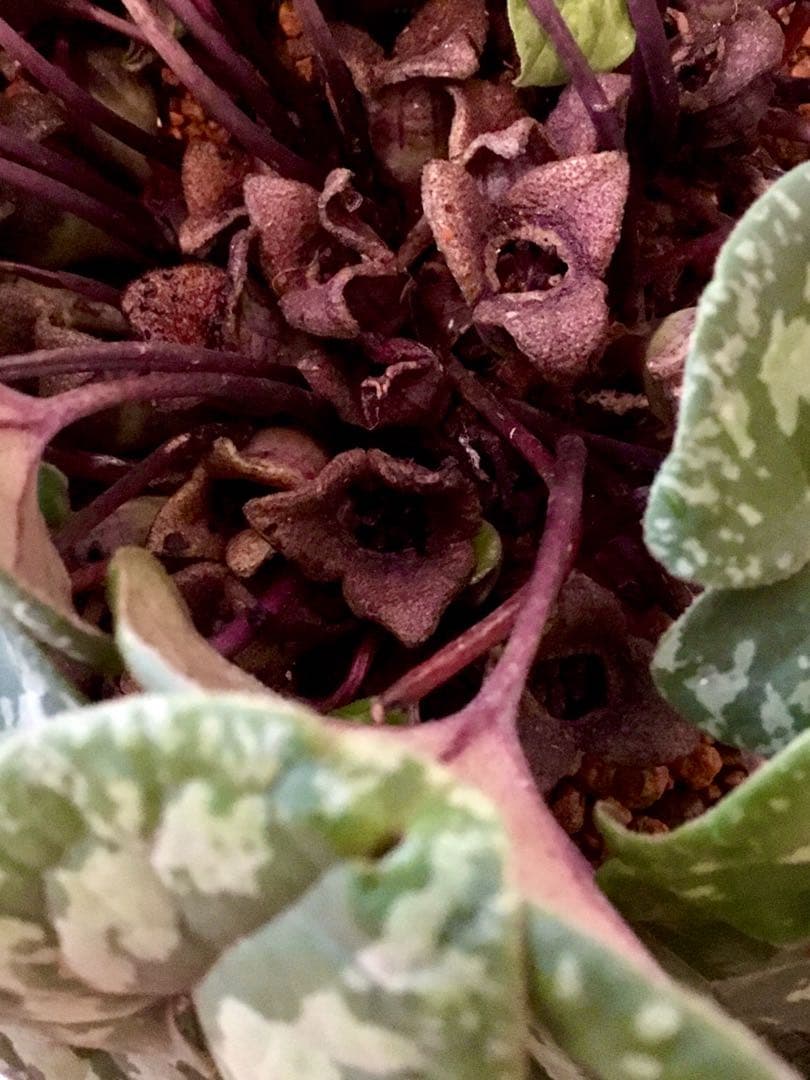 天然＊野生【全て今春の新芽＊お花沢山/カンアオイ＊寒葵】瑞々しく勢い炸裂！