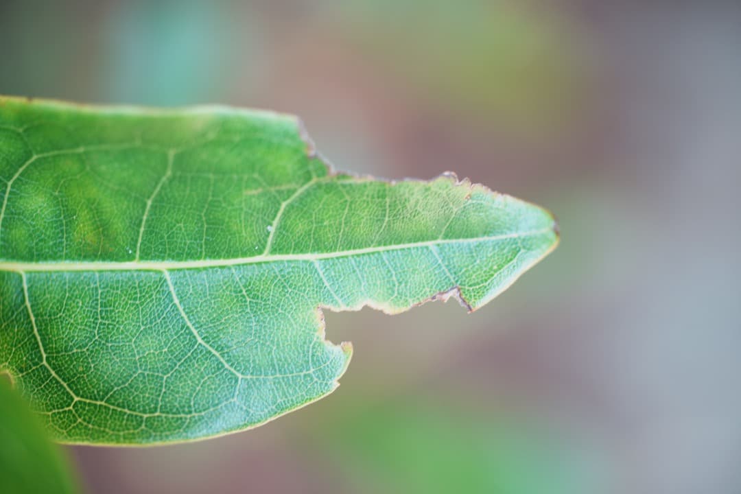 【極美品】ニコン Ai-s Micro-Nikkor 55mm F2.8 721