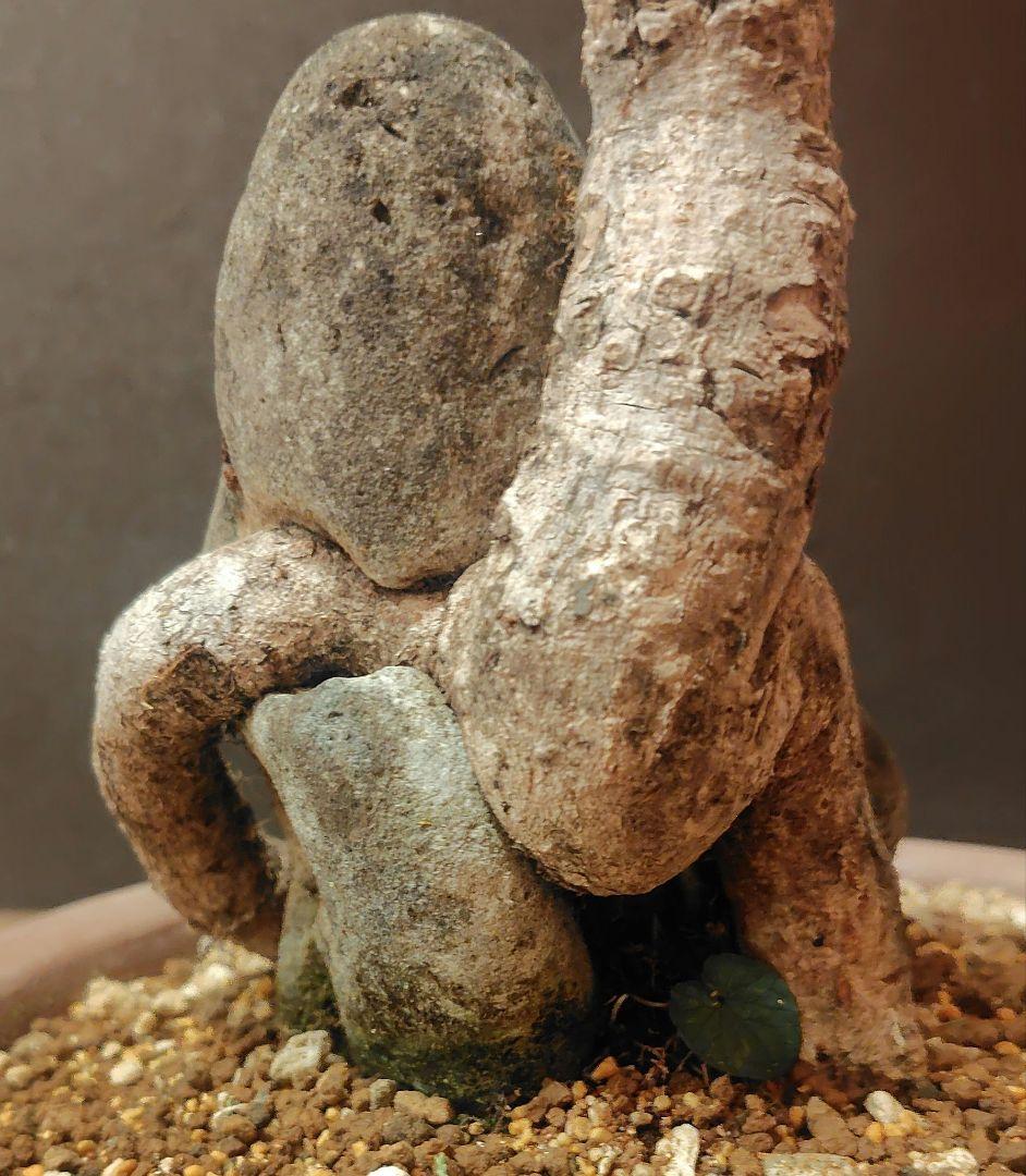 唐子木楓盆栽！