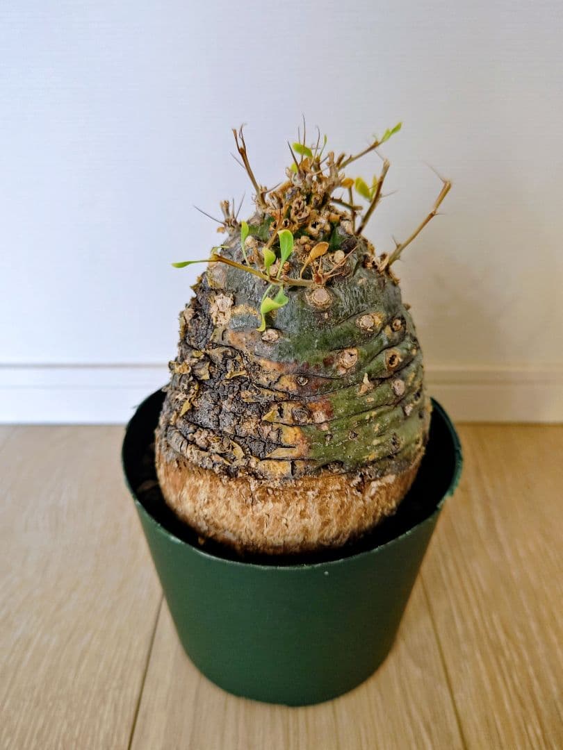 フォークイエリア コルムナリス 観峰玉