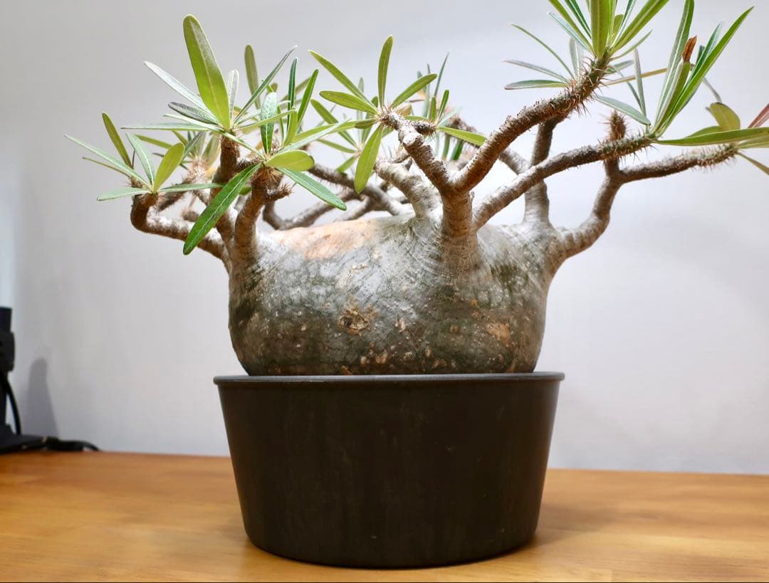 コレクション大株 パキポディウム グラキリス