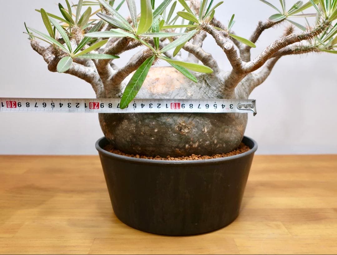 コレクション大株 パキポディウム グラキリス