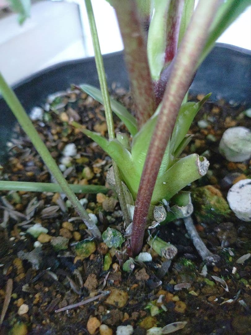 サ*ト様 クリスマスローズ　クレオパトラ系　広瀬園芸　５号鉢