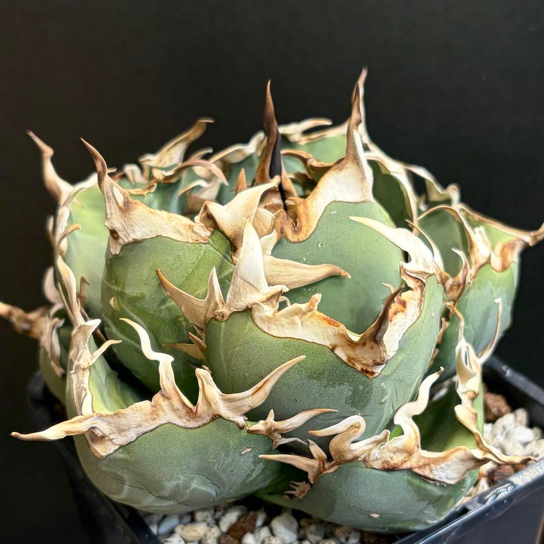 アガベ Agave / OAXACA