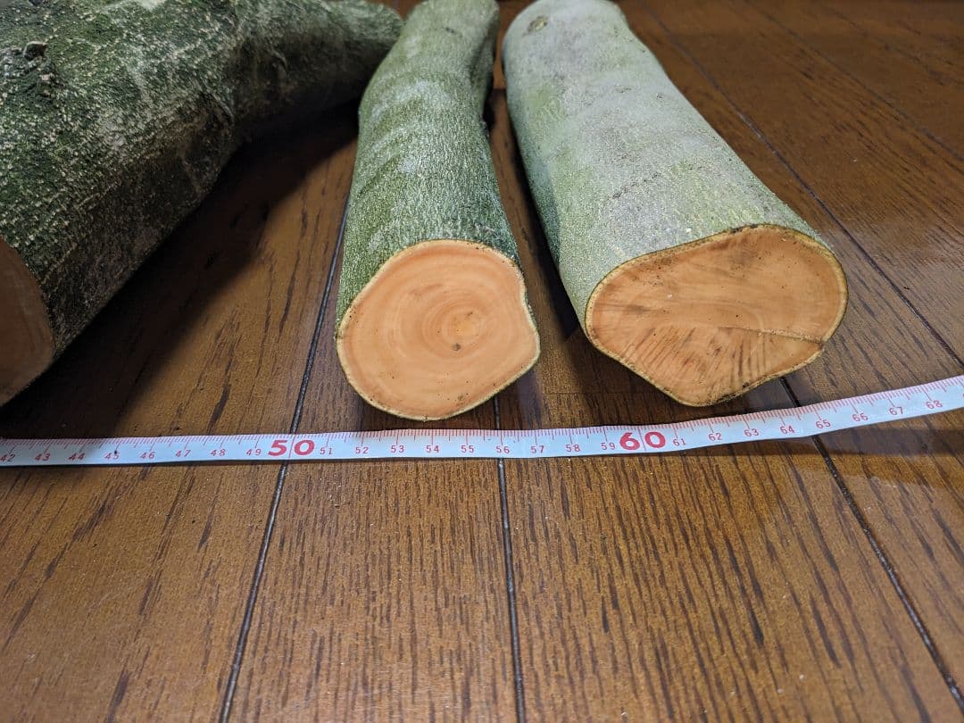 オリーブ　剪定枝　太枝　太木挿し　盆栽　5本