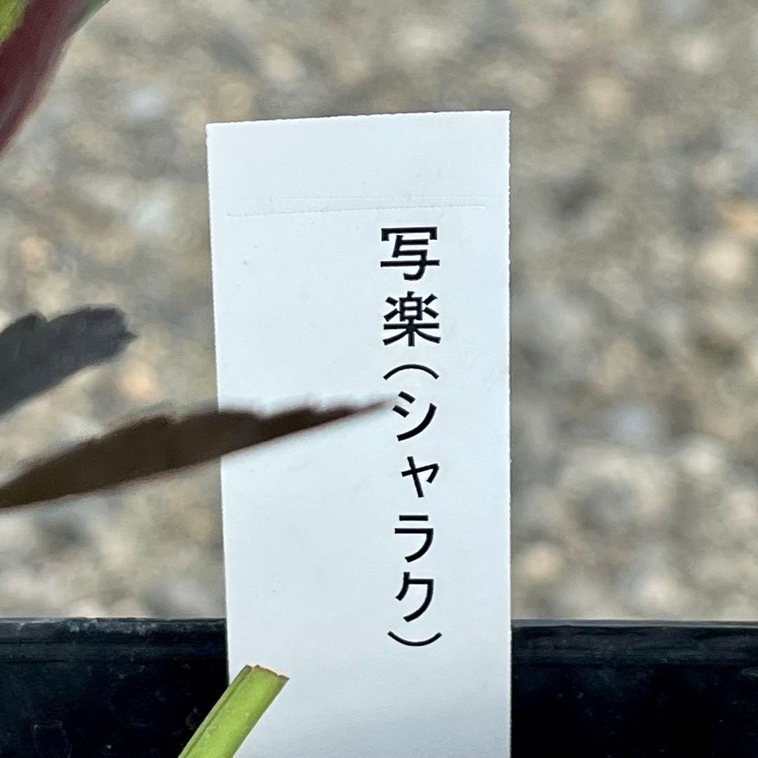 ノアロ　ポット発送☘️限定1株未株分☘️3047【新芽いっぱい⭐️超極上⭐️写楽】