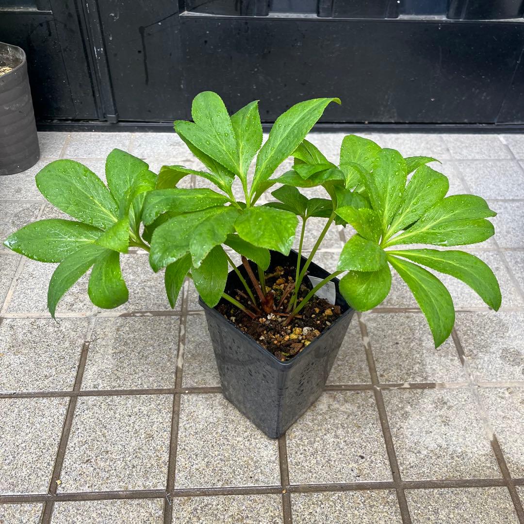 ノアロ　ポット発送☘️限定1株未株分☘️3047【新芽いっぱい⭐️超極上⭐️写楽】