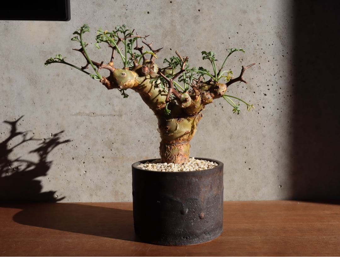 現地株　発根済み　ペラルゴニウム　クリズミフォリウム