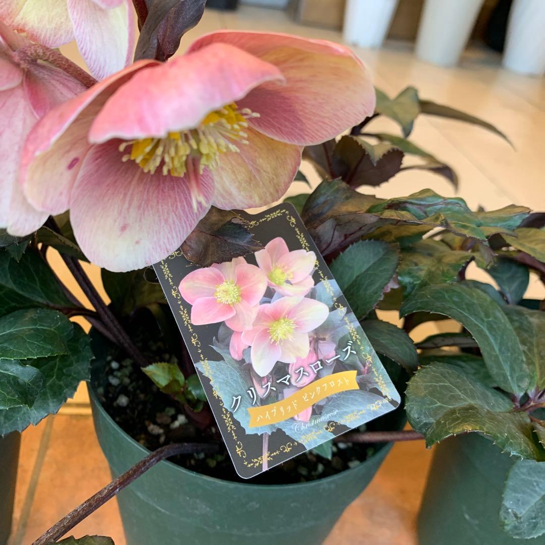 クリスマスローズ 花苗 5種セット
