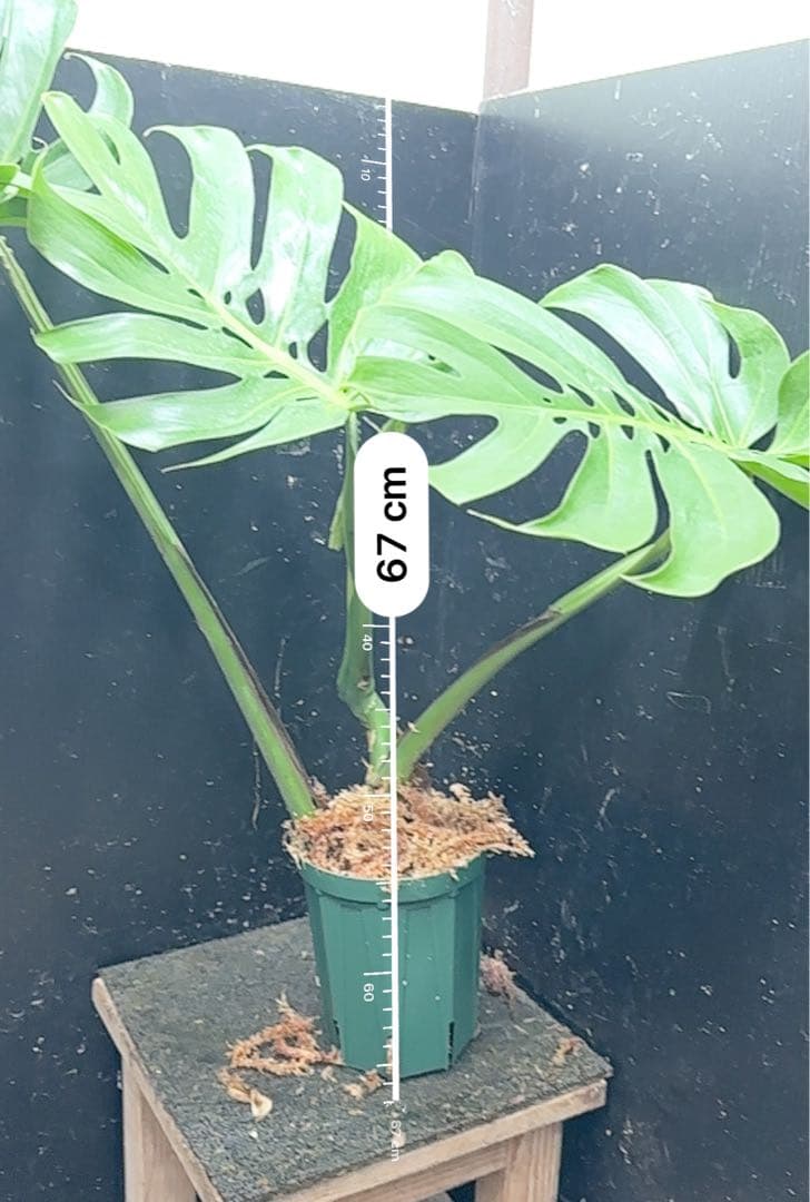 く*。様 モンステラデリシオーサマクロコズム超希少系統鉢植え67㎝