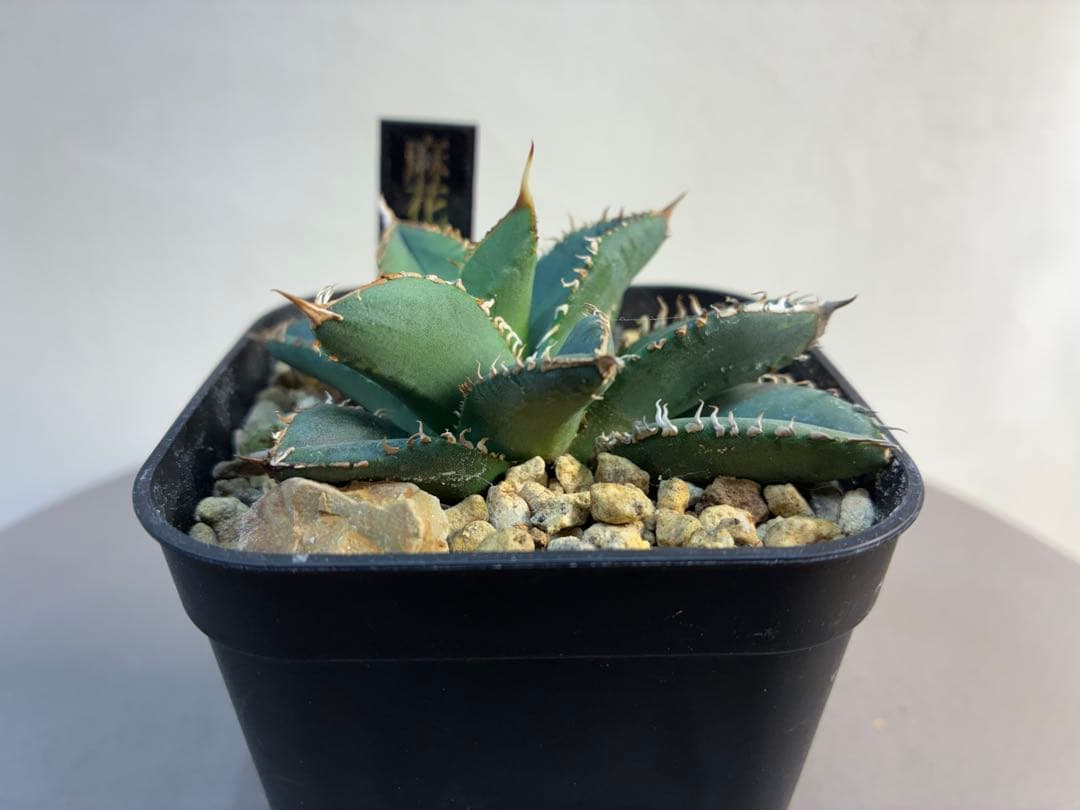 アガベ 麻花龍OC良株