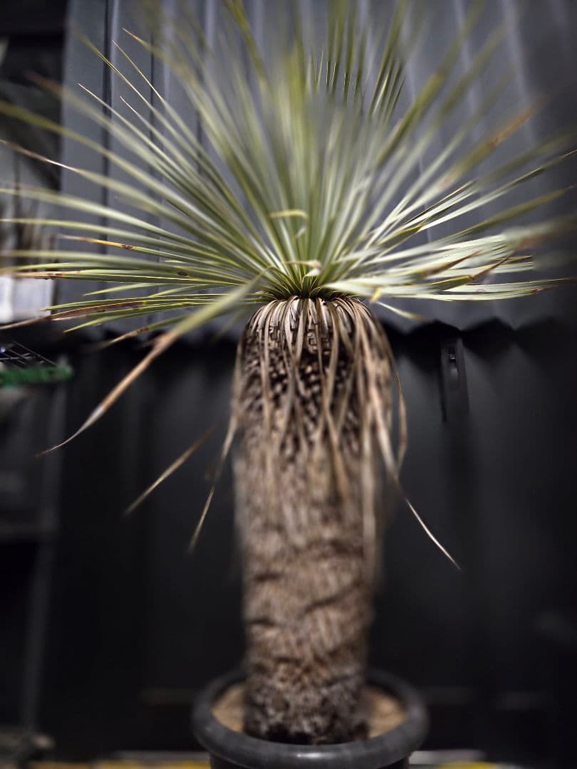 ユッカロストラータ 太株 (む)