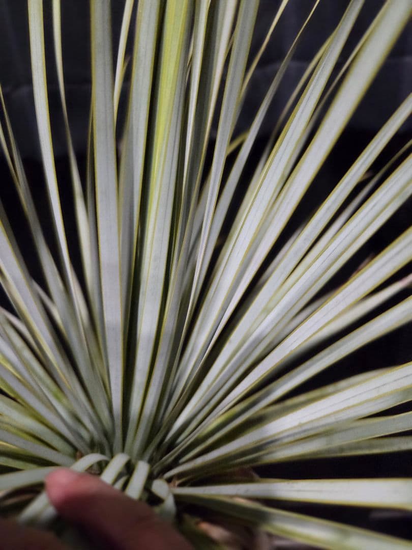 ユッカロストラータ 太株 (む)