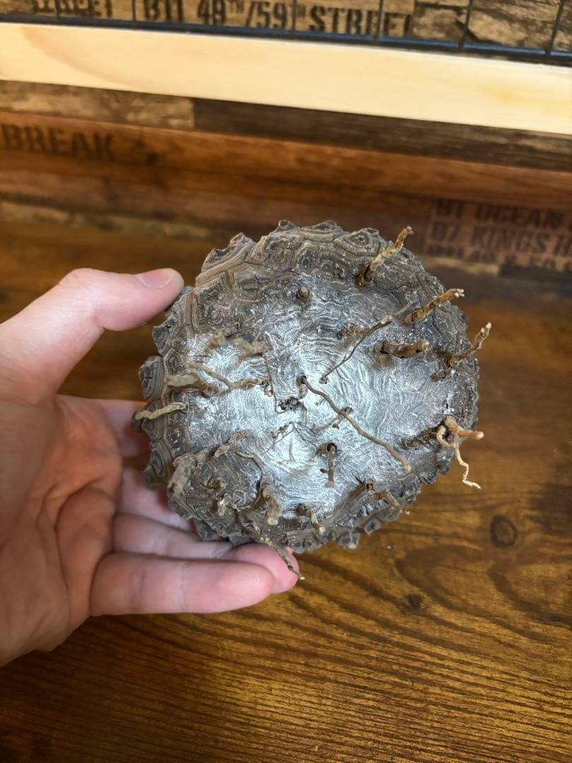 【訳あり】亀甲竜 長谷川産 実生8〜9年