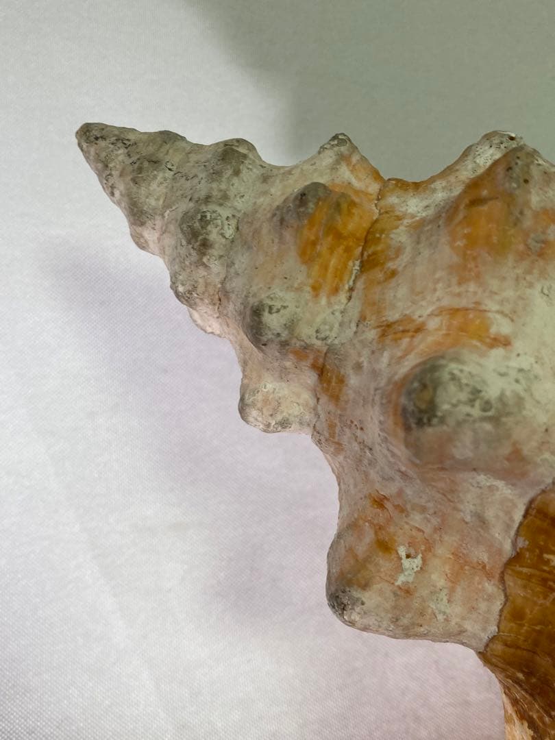 1427❣️ 特大法螺貝　ホラガイ　ダイオウイトマキボラ貝