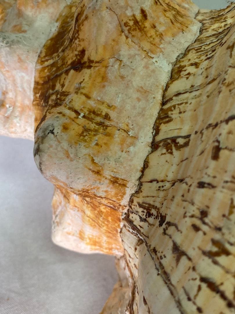 1427❣️ 特大法螺貝　ホラガイ　ダイオウイトマキボラ貝