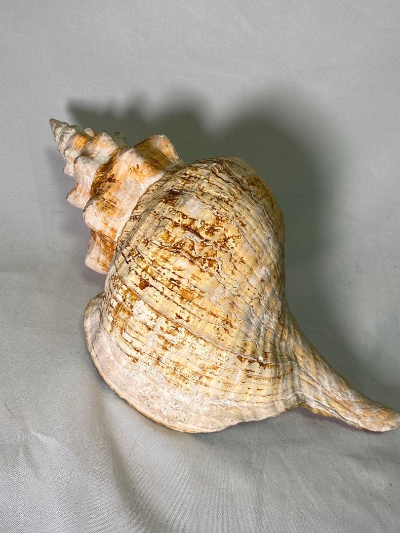 1427❣️ 特大法螺貝　ホラガイ　ダイオウイトマキボラ貝