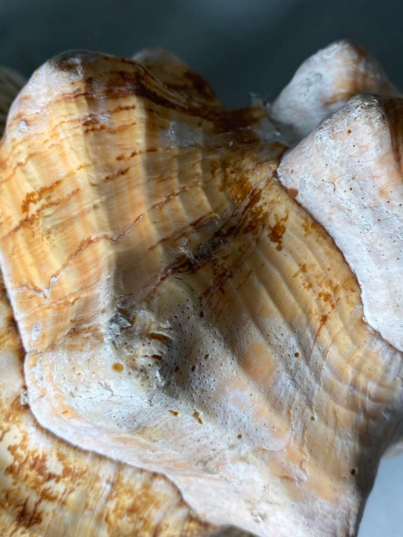 1427❣️ 特大法螺貝　ホラガイ　ダイオウイトマキボラ貝