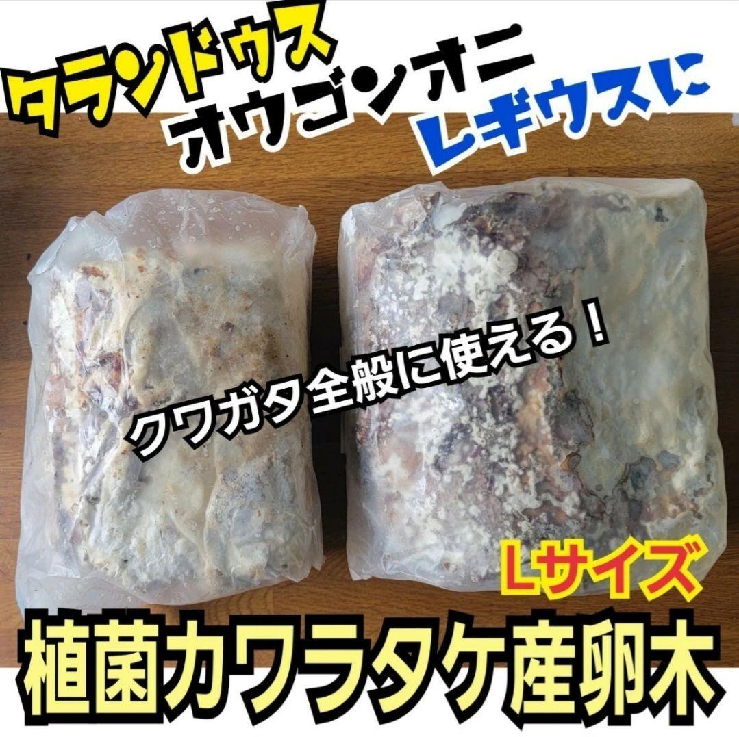 5本セット！クワガタの産卵木はコレが最強！　カワラ植菌材【特大Lサイズ】