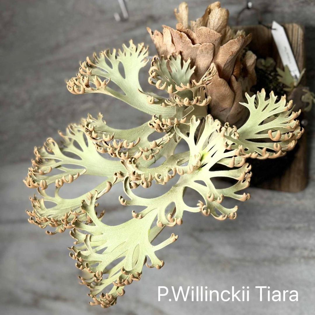 ビカクシダ P.Willinckii Tiara spore 01