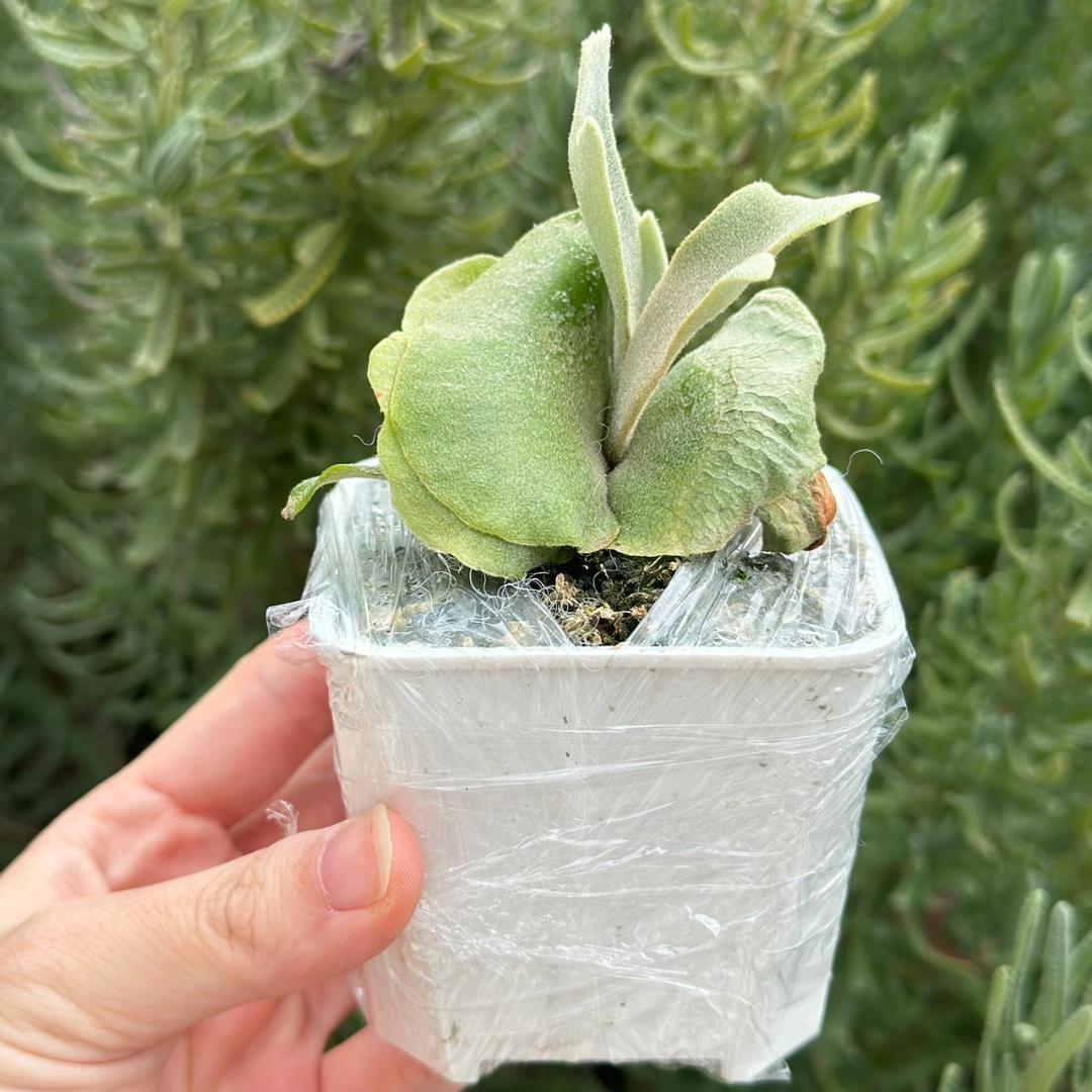 ビカクシダ P.Willinckii Tiara spore 01