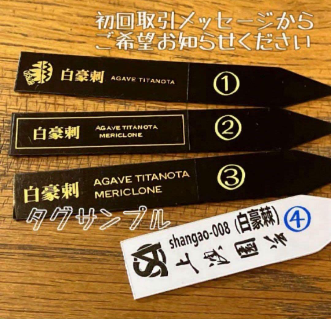 【速達】⑤子株付き　特選　太棘　アガべ　チタノタ　白豪刺　TC