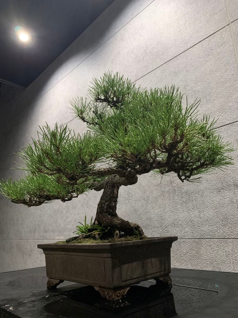黒松　盆栽　逸品　大品盆栽　bonsai 中品盆栽 小品盆栽