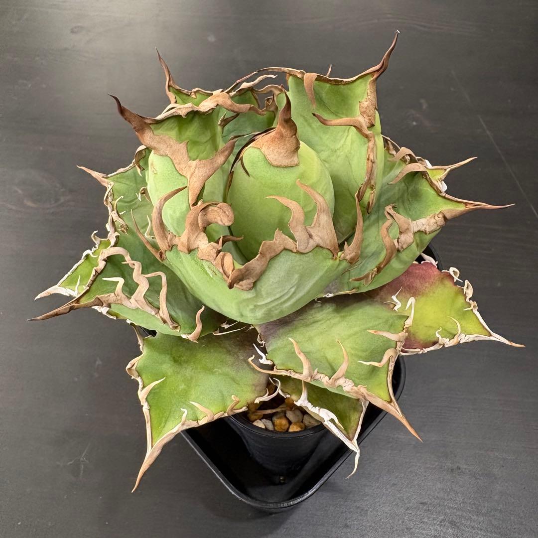 アガベ チタノタ 凱撒 シーザー Caesar③