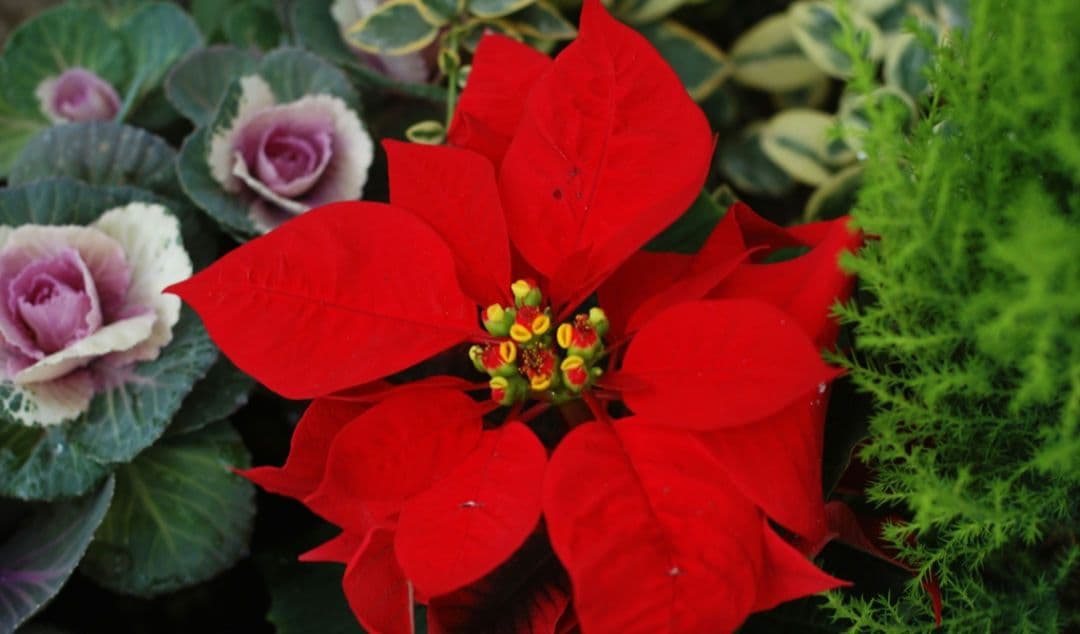 maomao様　　NIKON　D70　ダブルレンズ⚡️初心者⚡️ニコン⚡️