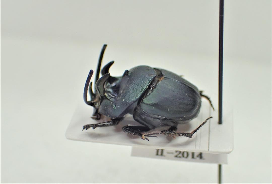 アフリカのエンマコガネ３　.Proagoderus tricornifrons