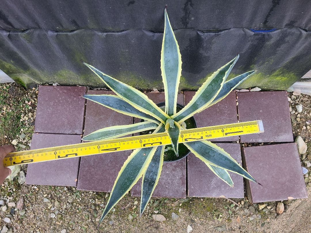 アガベ アメリカーナ バリエガータ7号鉢良型株
