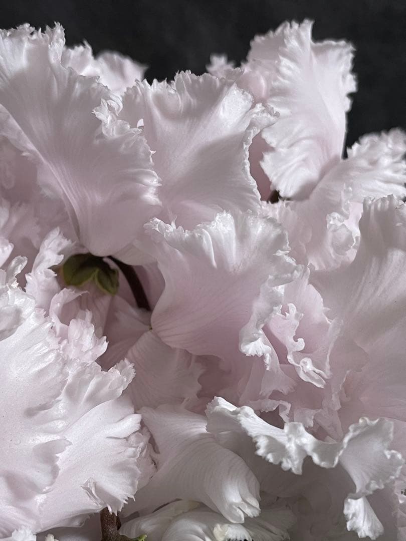 まつのり　シクラメン　ルチア①