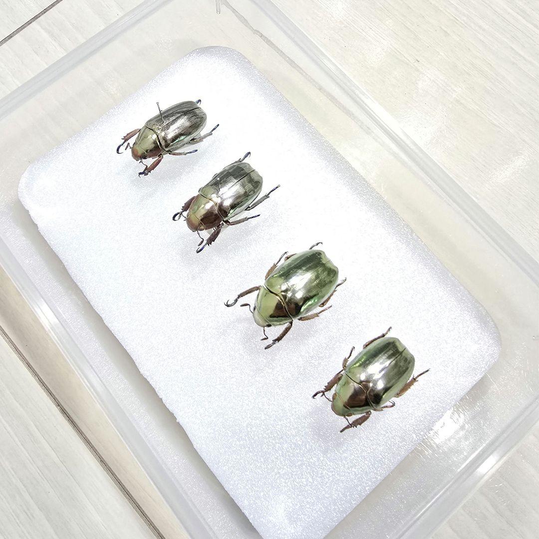 プラチナコガネ標本４頭セット