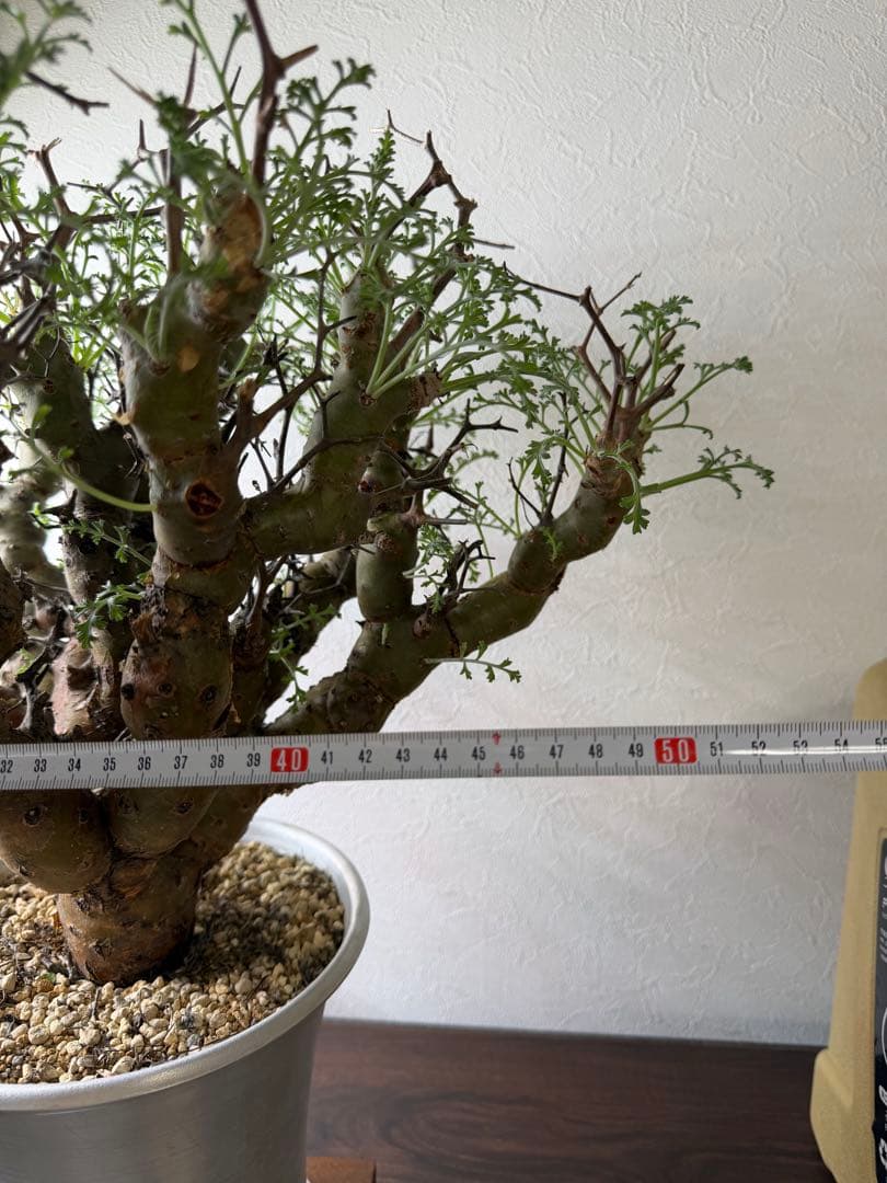 ペラルゴニウム クリズミフォリウム 山伏天狗