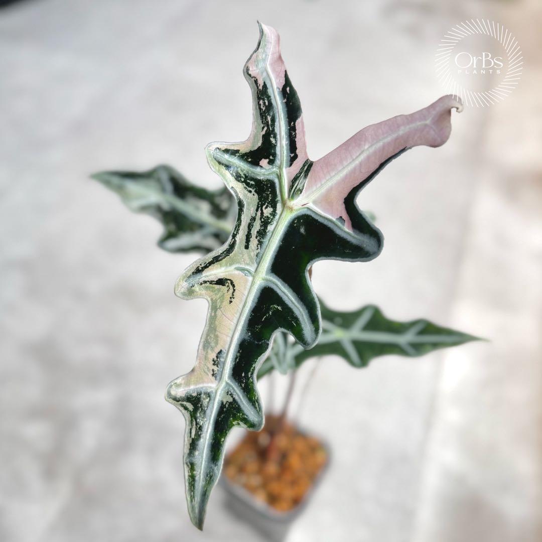 掲載最終日セール【芋付き】アロカシア ノビリス ピンク斑入り 中株サイズ