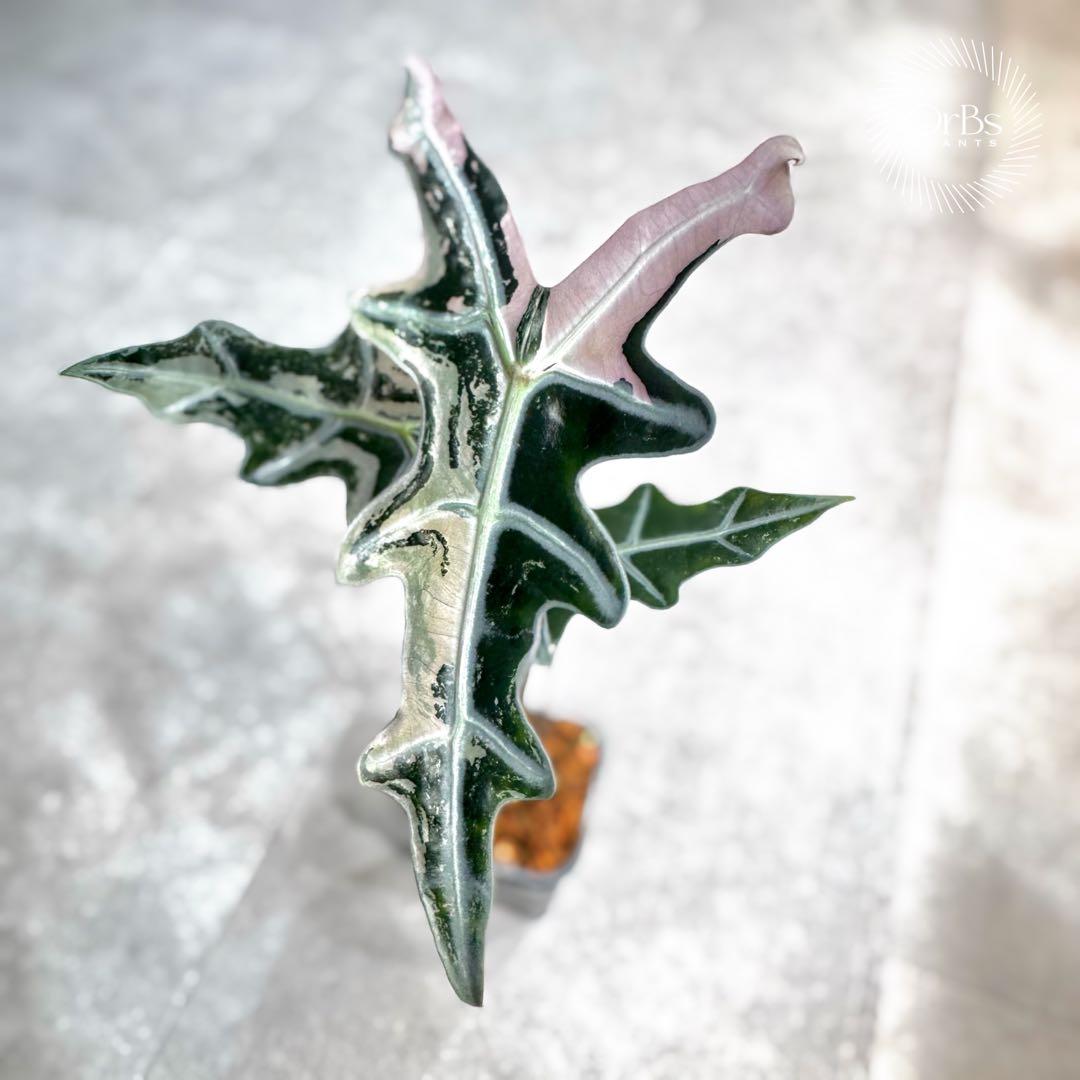 掲載最終日セール【芋付き】アロカシア ノビリス ピンク斑入り 中株サイズ