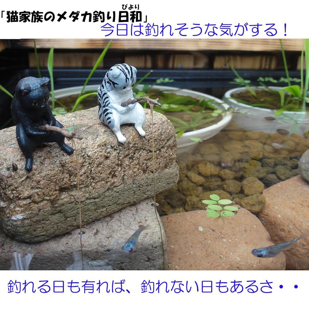 高さの有るビオトープ 60L　トロ舟＆木枠セット（3D防鳥網付き・棚付き）