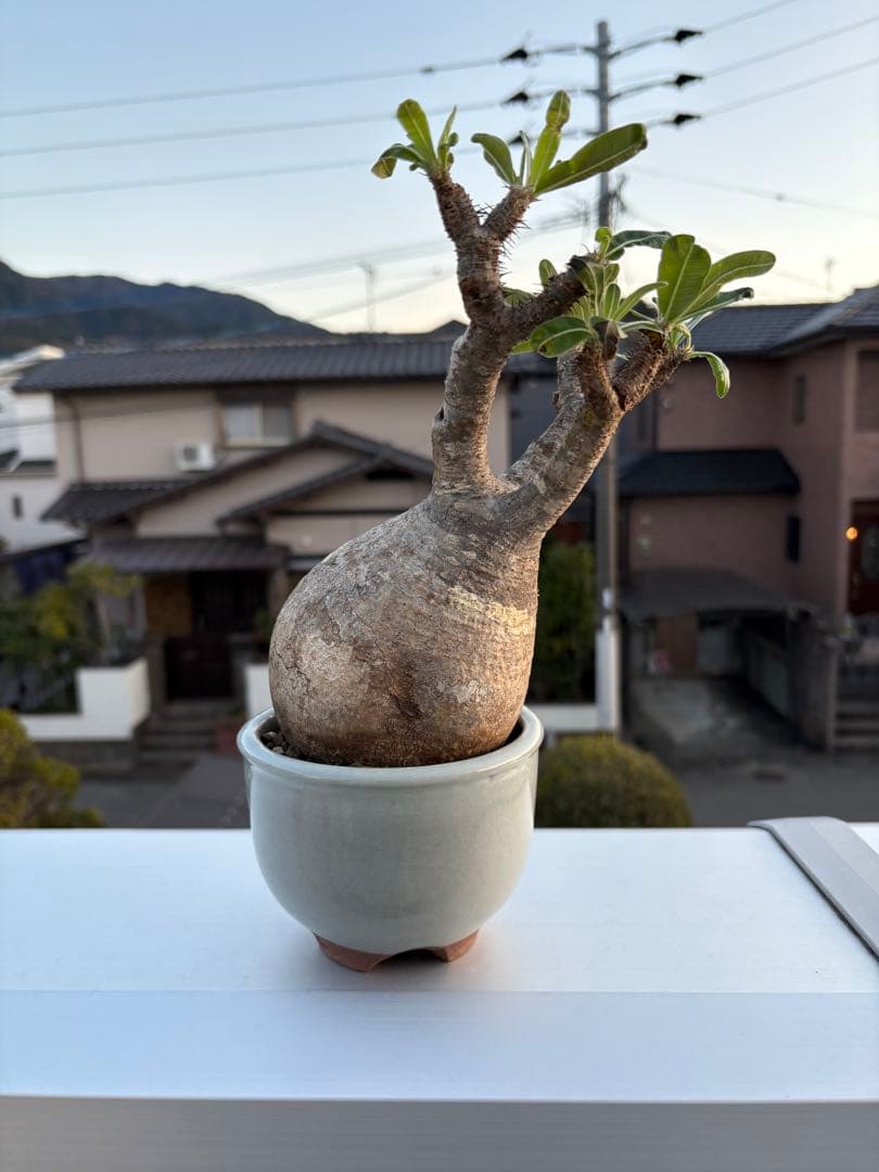 パキポディウムグラキリス発根済み