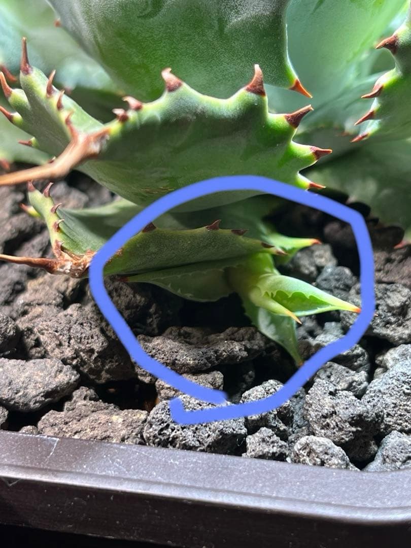 アガベ ハイブリッド　CJ plants産　甲蟹交種曲刺特選2