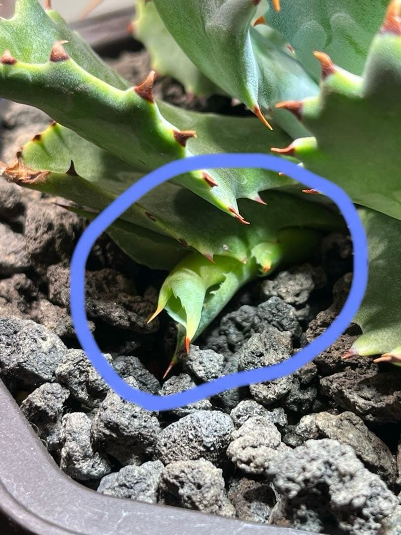 アガベ ハイブリッド　CJ plants産　甲蟹交種曲刺特選2