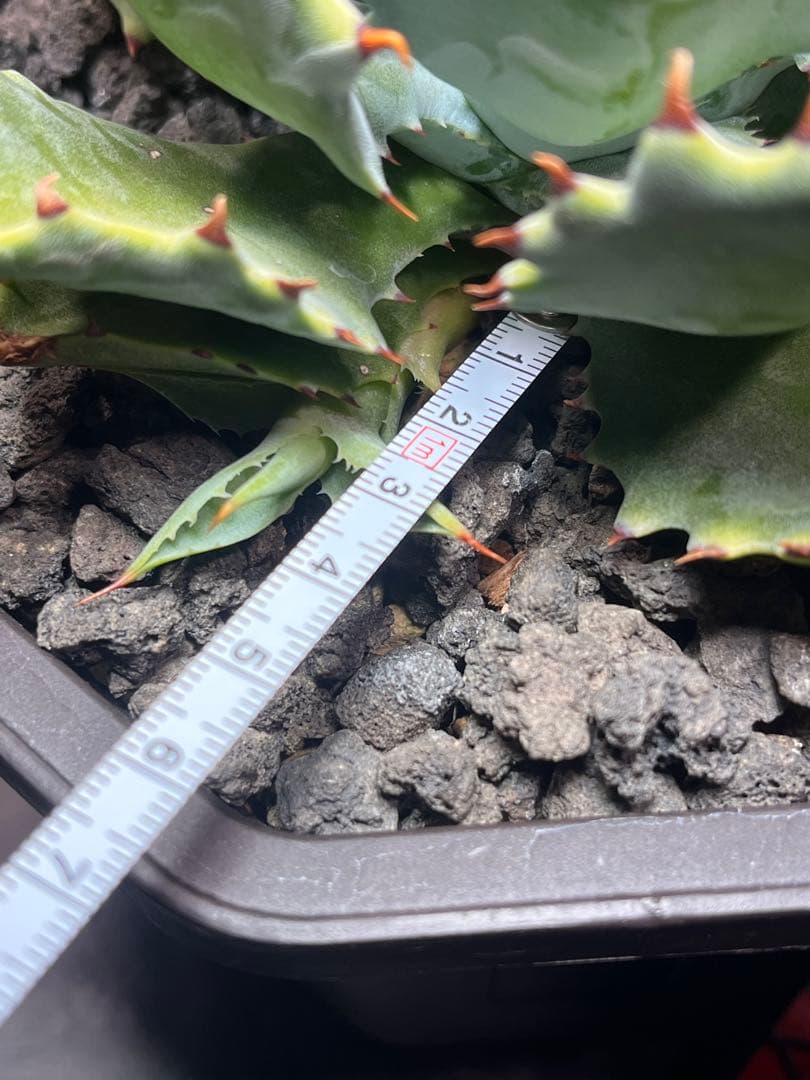 アガベ ハイブリッド　CJ plants産　甲蟹交種曲刺特選2