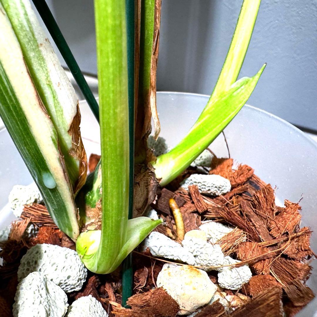 モンステラ デリシオーサ クリームブリュレ 希少斑入り 2芽